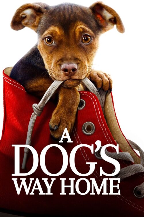 A Dog’s Way Home (2019) เพื่อนรักผจญภัยสี่ร้อยไมล์
