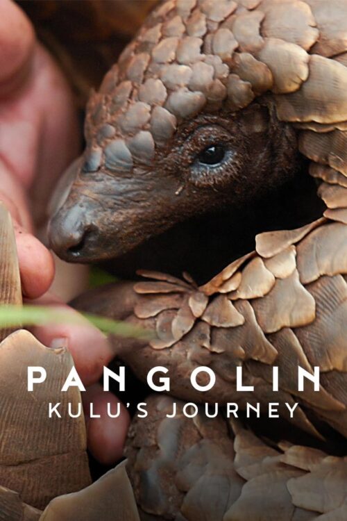 Pangolin Kulu’s Journey (2025) การเดินทางของคูลู